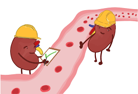 <h3 id="ec928252-6b59-4e41-bc11-f1f575263941" data-toc-id="ec928252-6b59-4e41-bc11-f1f575263941" collapsed="false" seolevelmigrated="true">Urinary System</h3><p>______ → ______</p>