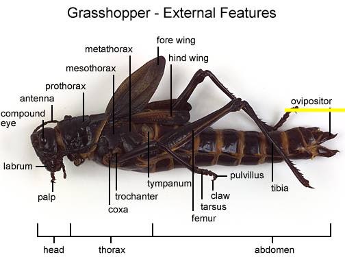 <p>ovipositor function</p>