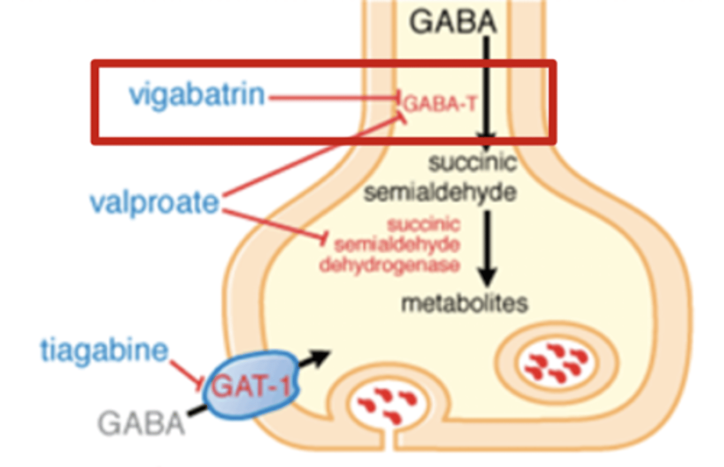 <p>Inhibits GABA-T</p><p>Dec. GABA metabolism</p><p>Inc. GABA conc.</p><p>Inc. inhibitory tone</p><p>(GABA-T = GABA transferase)</p>