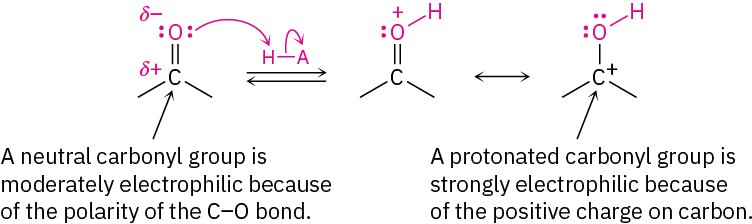 <p>the pronated oxygen </p>