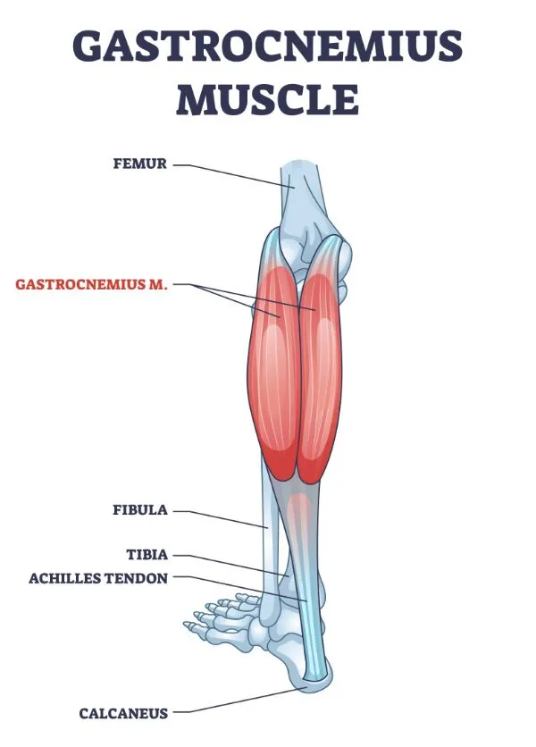 <p>Gastrocnemius</p>
