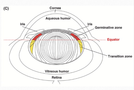 <p>The region of the anterior ciliary zonules. </p>