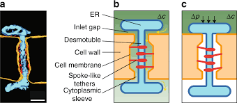 <p><strong>Symplastic transport</strong></p><p>• Substances that are transported via the symplasm include <strong><mark data-color="green" style="background-color: green; color: inherit">water, solutes, and macromolecules (e.g., proteins), and even viruses</mark></strong></p>