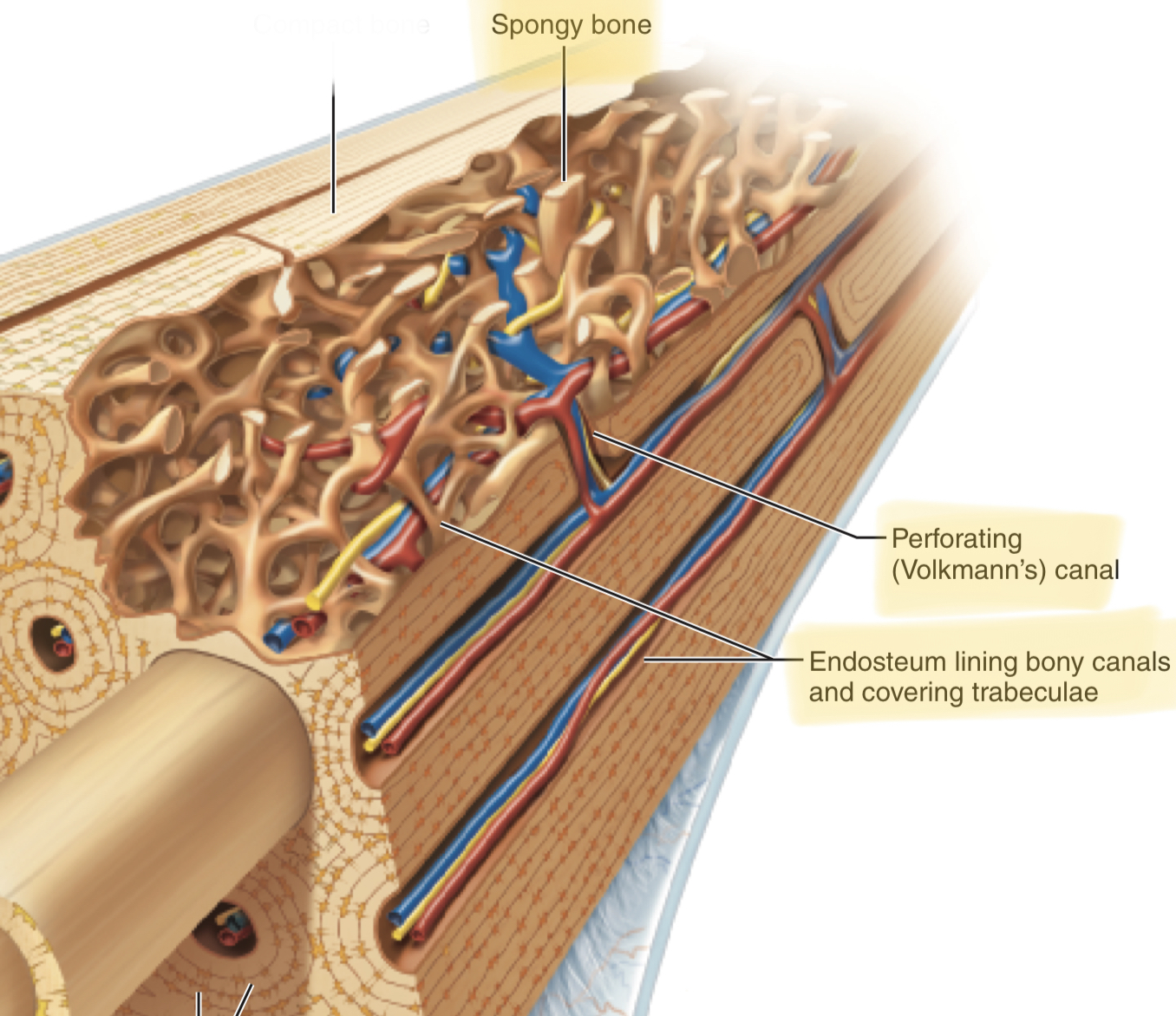 <p>Compact bone</p>
