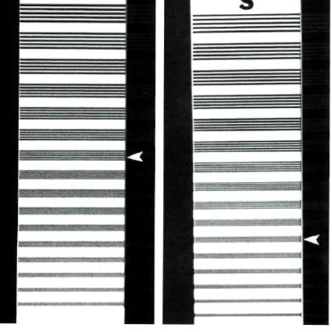 <p>Which side has a smaller FS?</p>