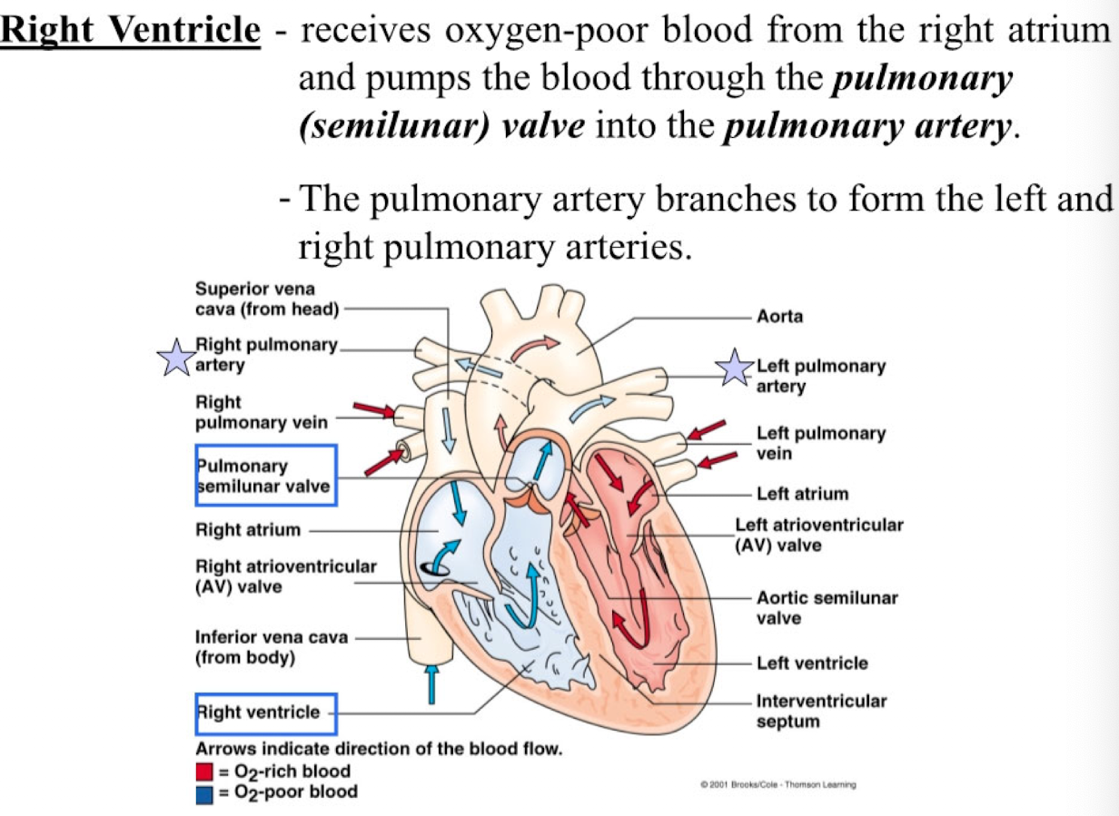 <ul><li><p>receives oxygen-poor blood from the right atrium and pumps the blood through the pulmonary (semilunar) valve into the pulmonary artery</p></li><li><p>the pulmonary artery branches to form the left and right pulmonary arteries</p></li></ul><p></p>