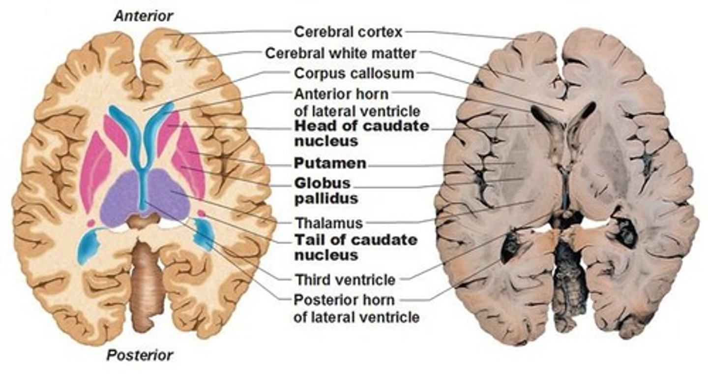 <p>Relay station for sensory information in the brain.</p>