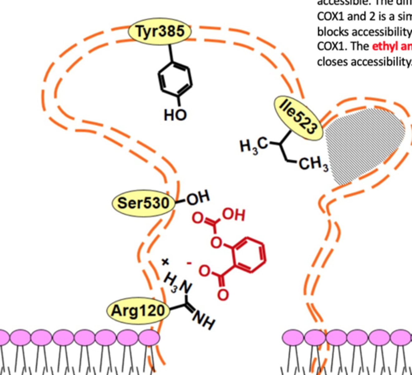 <p>side pocket (accommodates bulkier groups of COX2 selective inhibitors) [compare to COX1 that has bulkier Ile instead]</p>
