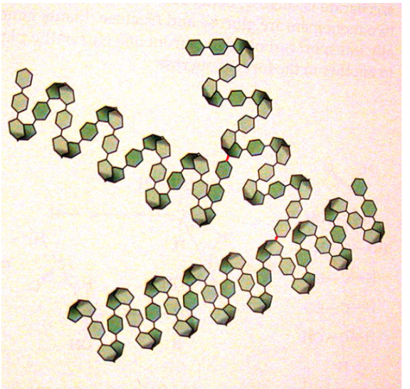 <p>Found in liver and skeletal muscles</p><p>Many branch points allows for rapid break down</p><p>for glucose to be released and used for energy</p>