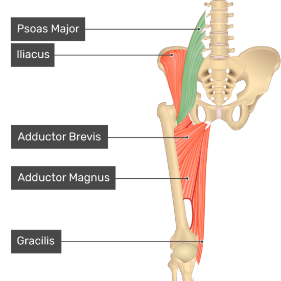 <p>A major hip flexor muscle that originates from the lumbar vertebrae and inserts at the lesser trochanter.</p>