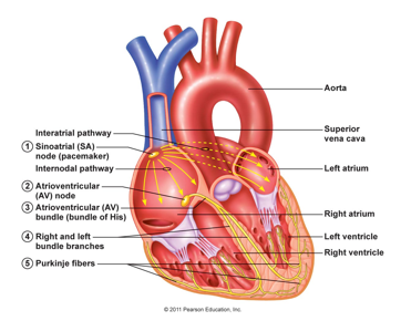 <p>Atrioventricular Node </p>
