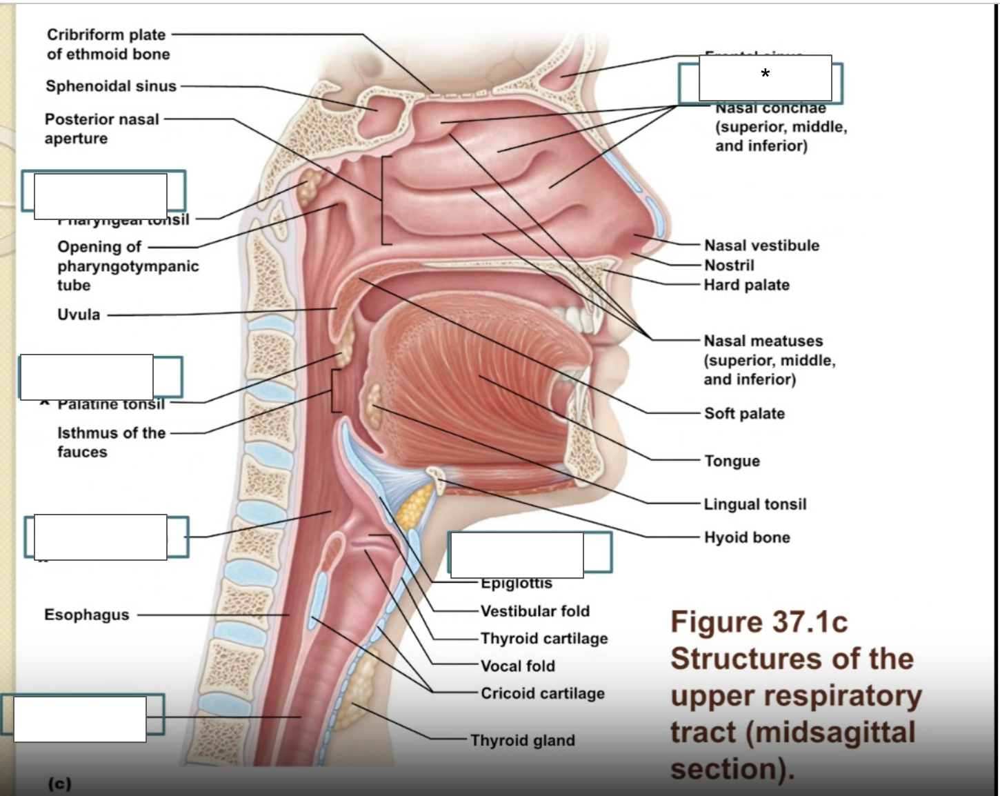 term image