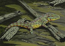 
1. crocodile-like snout
2. diverse fish eater
3. aquatic and terrestrial 