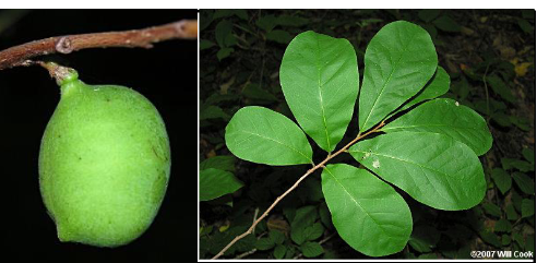 <p>Annonaceae</p><p>Asimina parviflora</p>