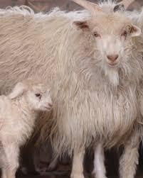 <p>Cashmere (fiber)</p>