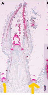 <p>What are the orange arrows pointing to?</p>