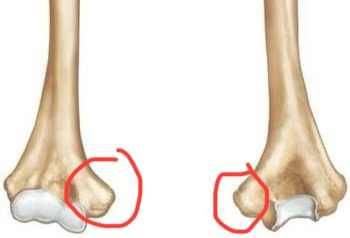 <p>humerus, curved edge bump</p>