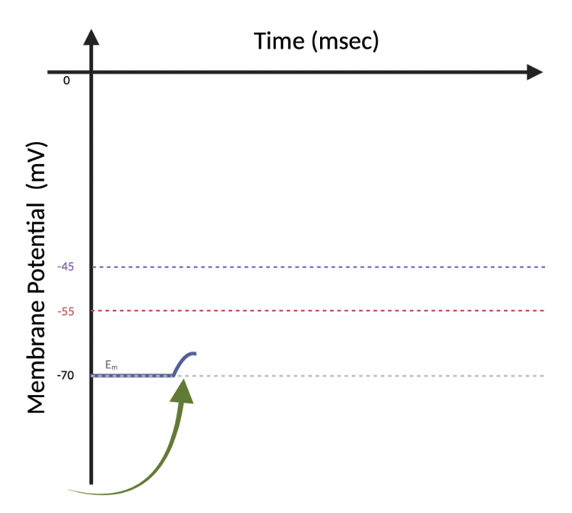 <p>(6.4) Will this EPSP cause the neuron to fire an AP?</p><ul><li><p>Yes</p></li><li><p>No</p></li></ul>