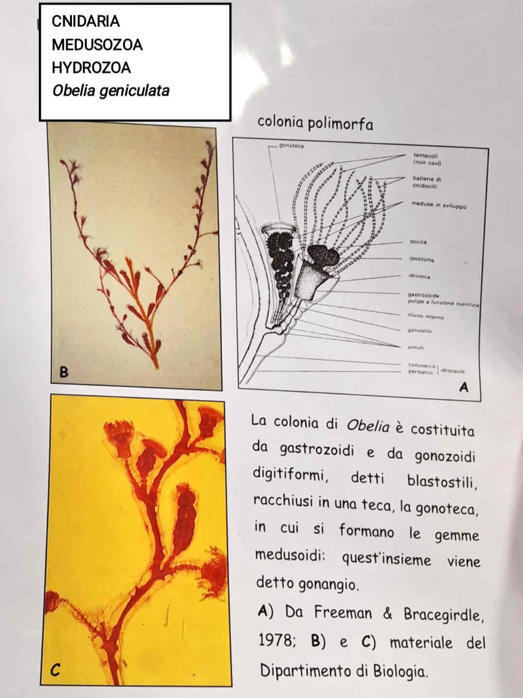 <p>Medusozoa</p><p>Hydrozoa</p><p><em>Obelia geniculata</em></p>