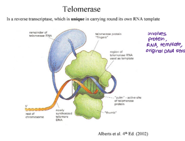 <p>express <strong>telomerase- </strong>maintains length of telomeres</p><p>human telomerase reverse transcriptase (hTERT) in humans</p>
