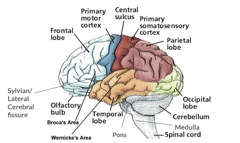 <p>Major Gyri of Cerebral Hemispheres </p>