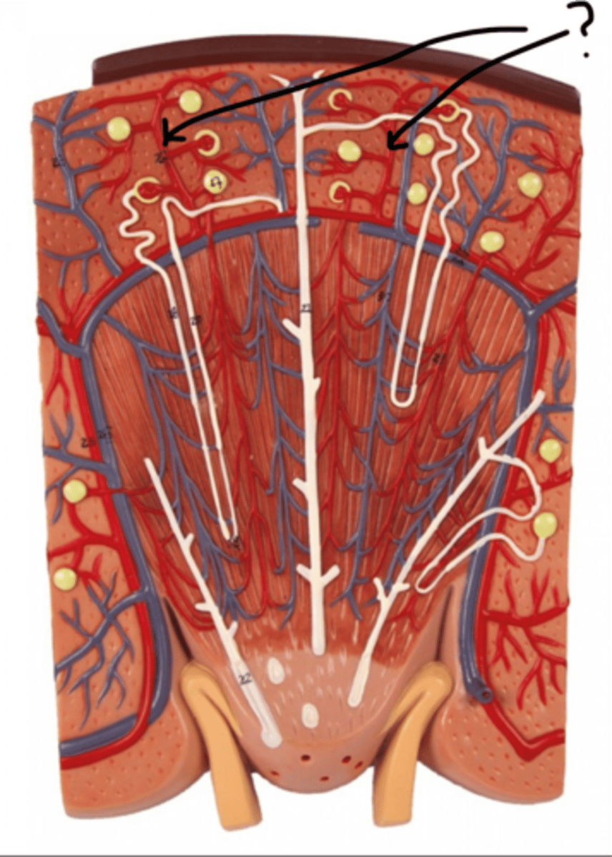 <p>Name these vessels (red)</p>