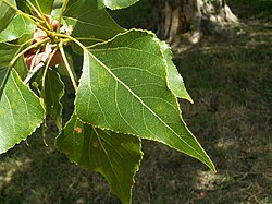 <p>Topola czarna (sokora)</p>