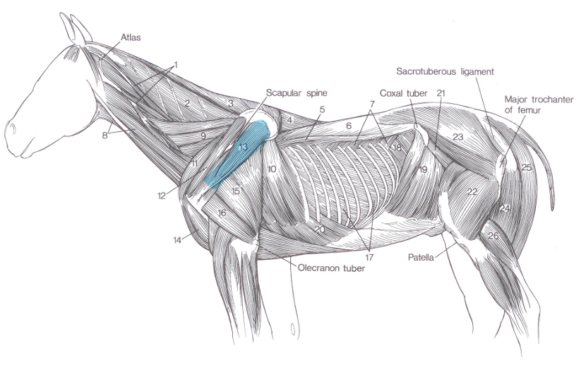 <p>Name of highlighted muscle </p>