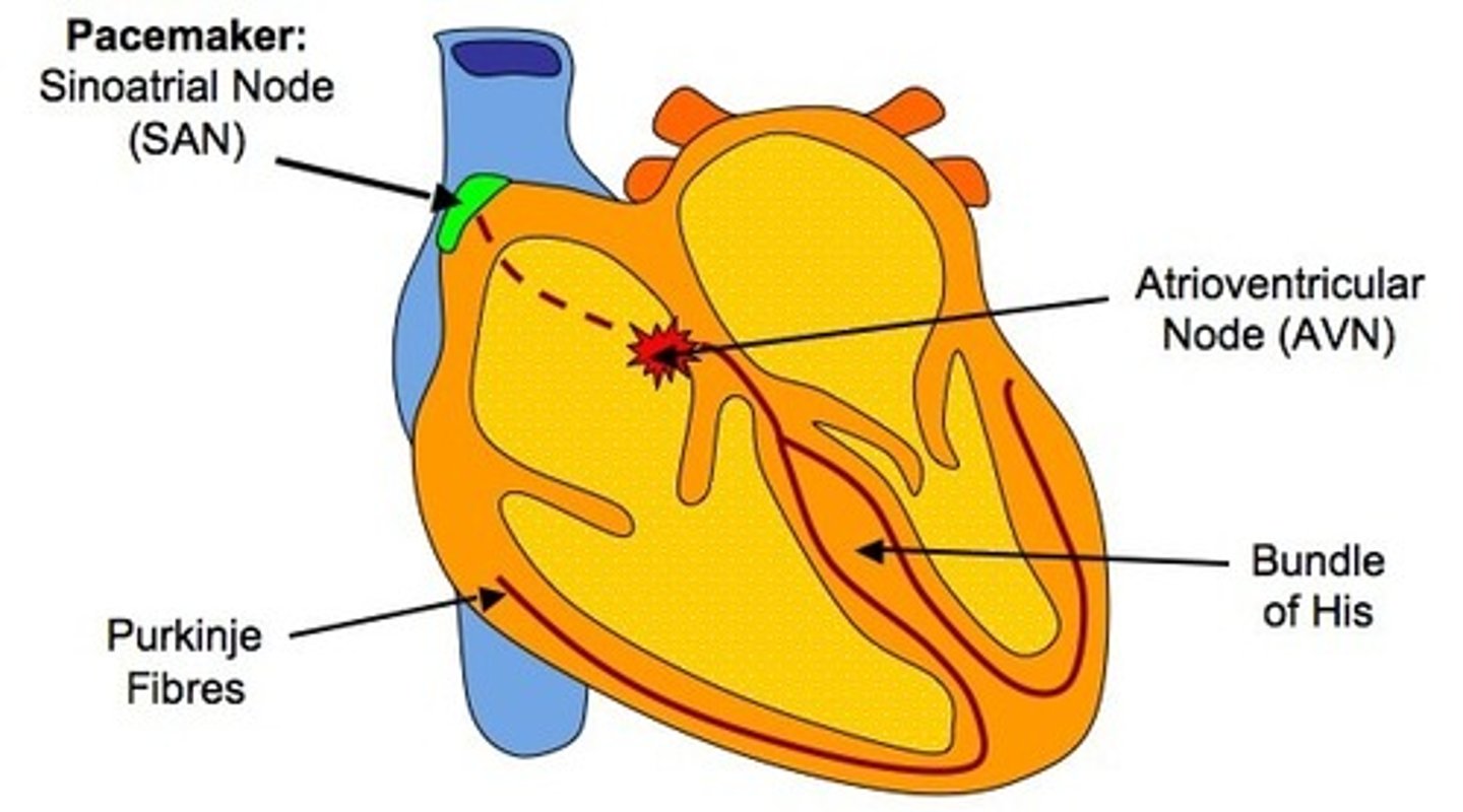 <p>● Sinoatrial node (SAN)= wall of right atrium.</p><p>● Atrioventricular node (AVN)= in between the two atria.</p>