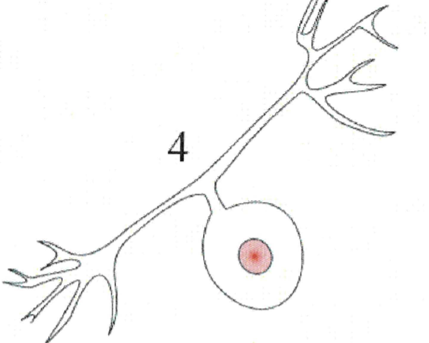 <p>Found in dorsal root ganglia, i.e. sensory. The offset cell bodies comprise much of the mass of dorsal root ganglia.</p>
