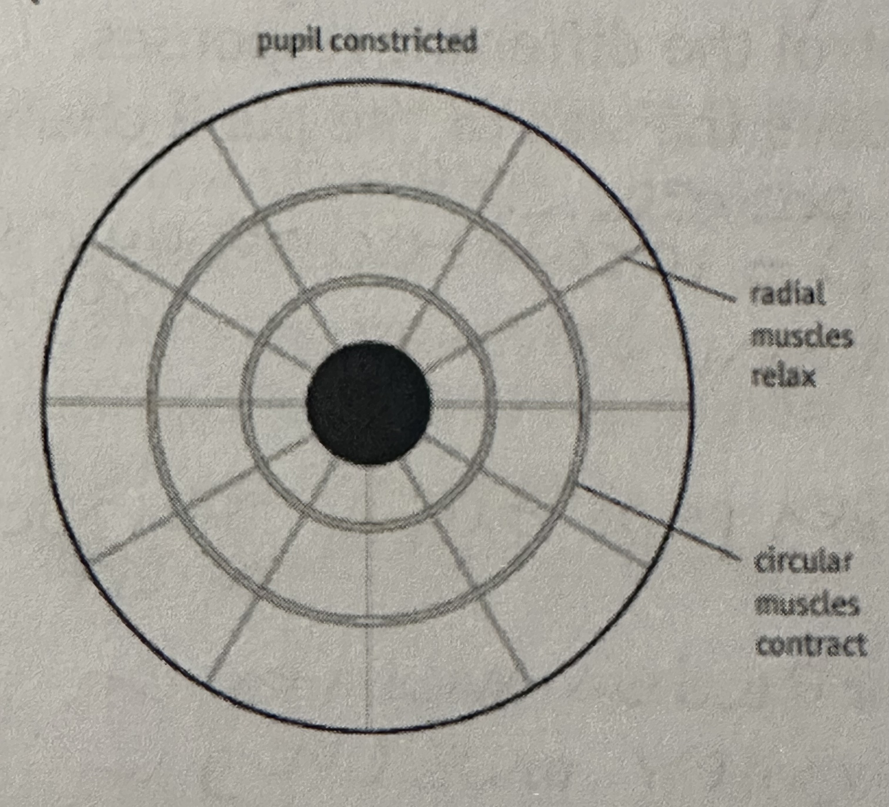 <p>1) High light levels strike in the photoreceptors in the retina</p><p>2) Nerve impulses pass along the sensory neurones in the optic nerve to the CNS</p><p>3) A number of diff sites within the CNS, including a group of cells in the midbrain coordinate a response</p><p>4) Impulses from these cells are sent along the parasympathetic motor neurones to the circular muscles of the iris, causing them to contract</p><p>5) At the same time, the radial muscles relax. This constricts the pupil, reducing the amount of light entering the eye</p>