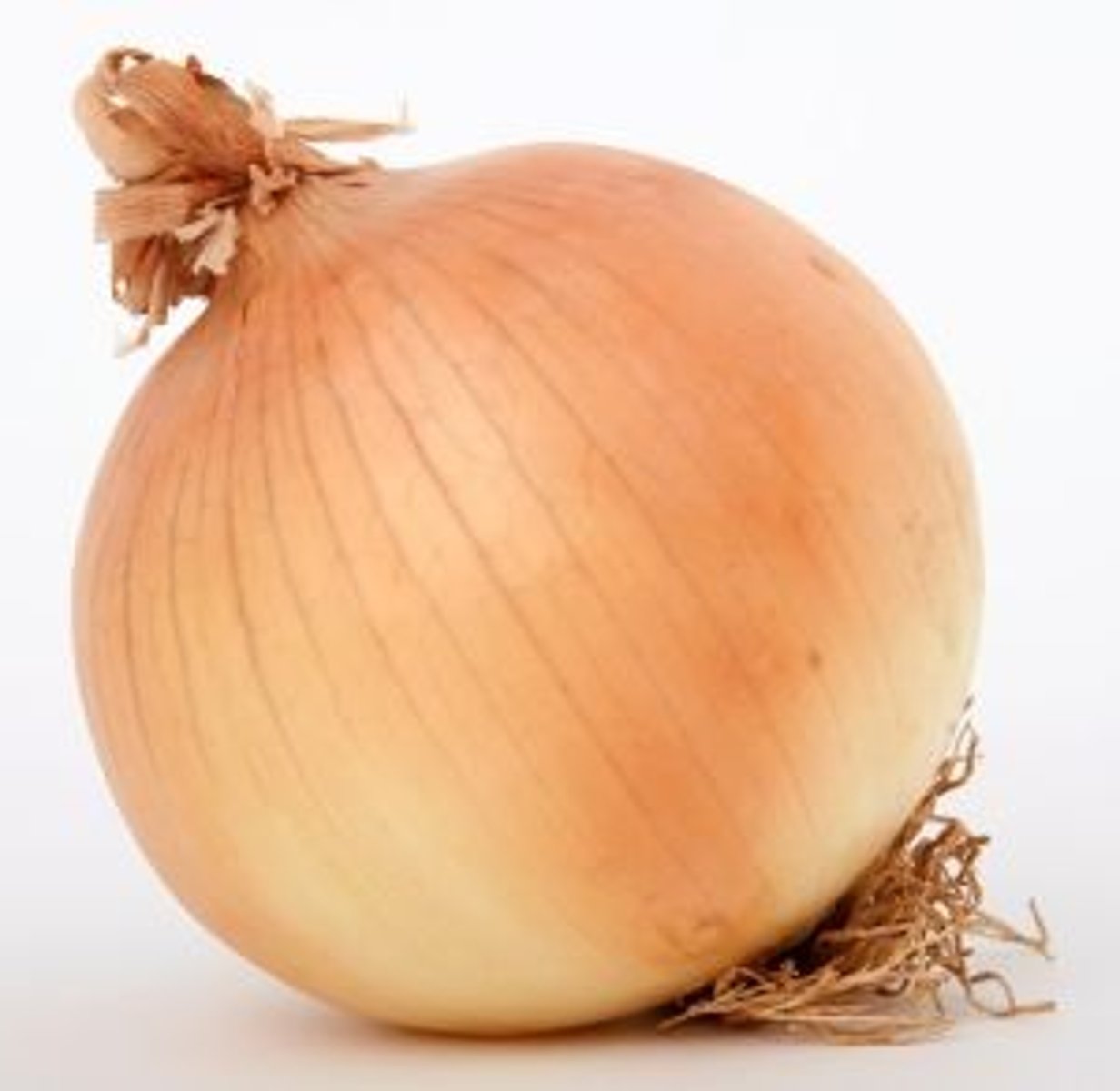 <p>onion</p>