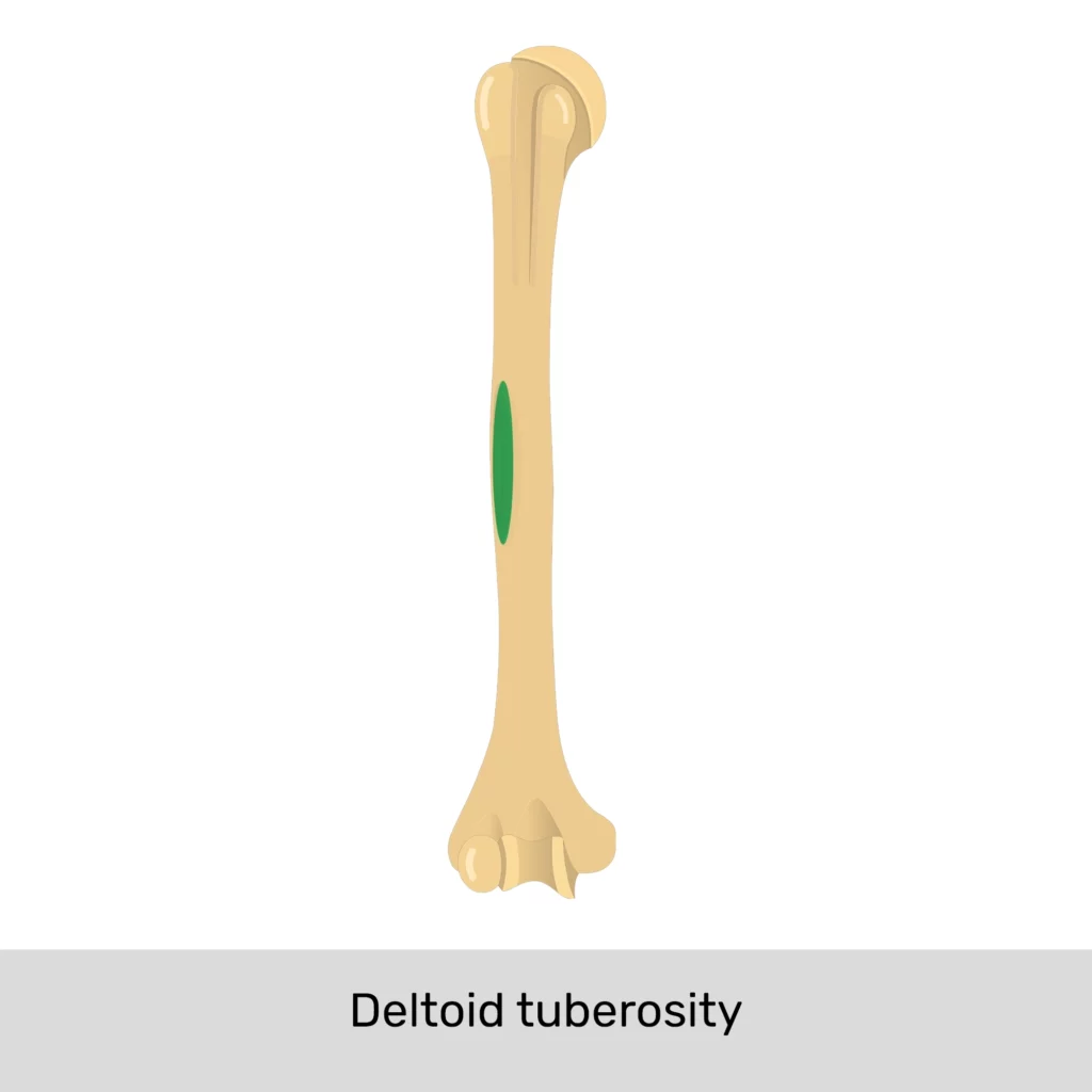 <p>where is the deltoid tuberosity?</p>
