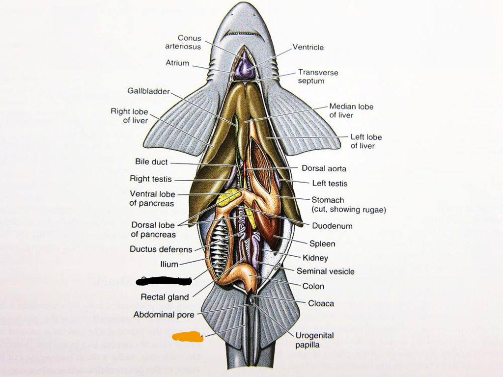 <p>Black structure of this chondrichthyes?</p>