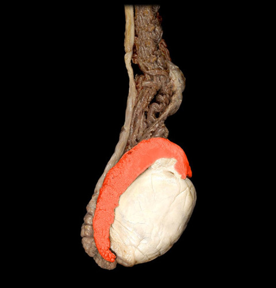 <p>single heavily coiled duct that is posterior to testes</p>