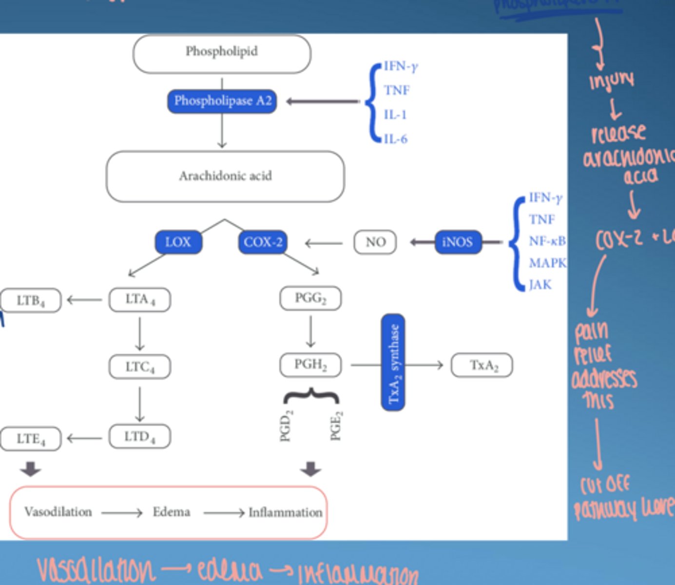 <p>tissue injury or bacterial infection</p>