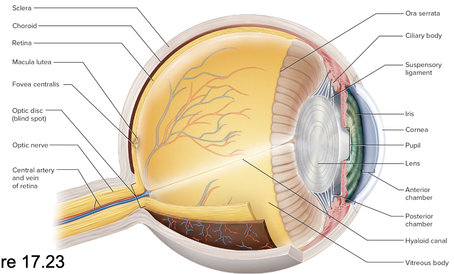 <ul><li><p><span style="color: rgb(192, 0, 0);"> </span><span><strong>Retina </strong>– lines posterior two-thirds of eye contains the <strong>neural layer</strong></span></p></li></ul><p></p>