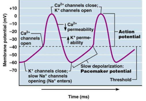 <ul><li><p>slow, pacemaker</p></li><li><p>-55</p></li></ul><p></p>