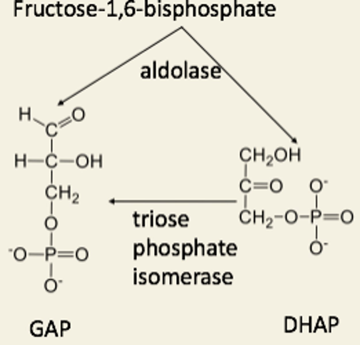 <p>aldolase and triose-P isomerase</p><p>1 hexose-P → 2 triose-P</p>