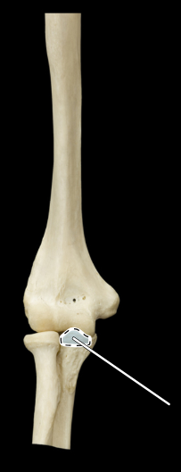 <p>Articulated humerus, ulna, and radius, anterior view</p>