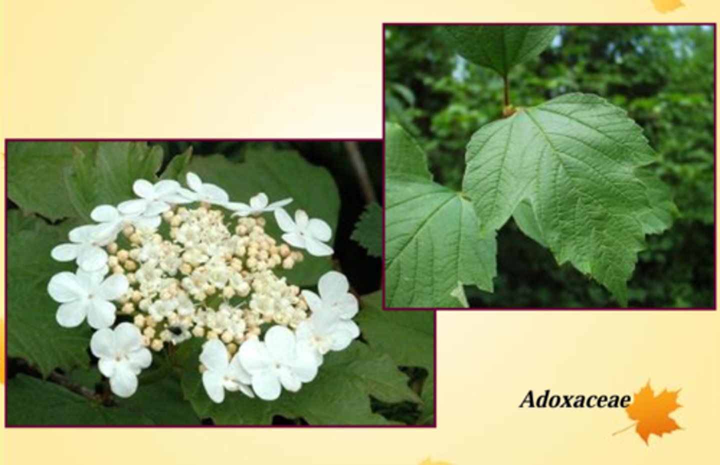 <p>🌿 Arbuste à feuilles palmées à 3 lobes.</p><p>🌿 Fleurs en ombelles blanches (grandes fleurs stériles en périphérie).</p><p>🌿 Fruits = baies rouges translucides en grappes.</p>