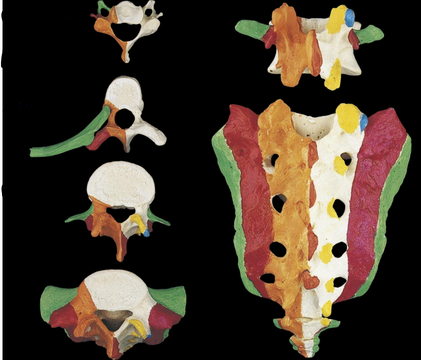 <p>there is a costal (rib) derivative region in each spinal region which can lead to the development of a rib under abnormal circumstances.</p>