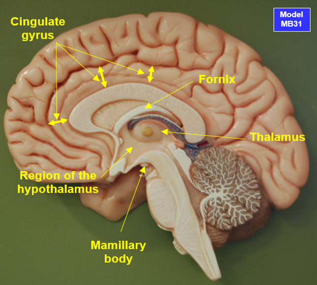 <ol><li><p>midline of body of fornix divides into 2 tracts of fibres (columns of fornix </p></li><li><p>each tract passes into the substance of a cerebral hemisphere to end on a maxillary body in the hypothalamus</p></li><li><p>fibres from there pass to the anterior nucleus of the thalamus </p></li><li><p>thalamus sends fibres to the cingulate gyrus (in direct continuity with the parahippocampal gyrus)</p></li></ol><p></p>