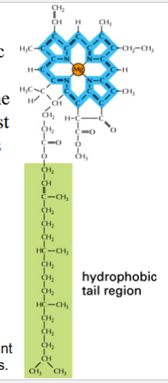 <p>one component of a chloroplast</p><p>green photosynthetic pigment in plants</p><p>found in photosystems of thylakoid membranes</p><p>yields a green color because it reflects green (absorbs other visible light wavelengths)</p><p>energy is absorbed from sunlight by electrons in a decentralized electron cloud → light energy is converted into chemical energy</p><p>chemical energy then jumps from chlorophyll to chlorophyll within the system</p>