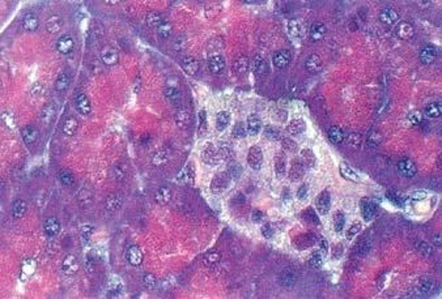 <p>Clusters of cells in the pancreas that contain insulin-producing β cells and glucagon-producing α cells, playing a crucial role in regulating blood sugar levels.</p>