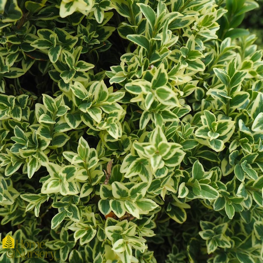 <p>oregonia (varigated boxwood)</p>