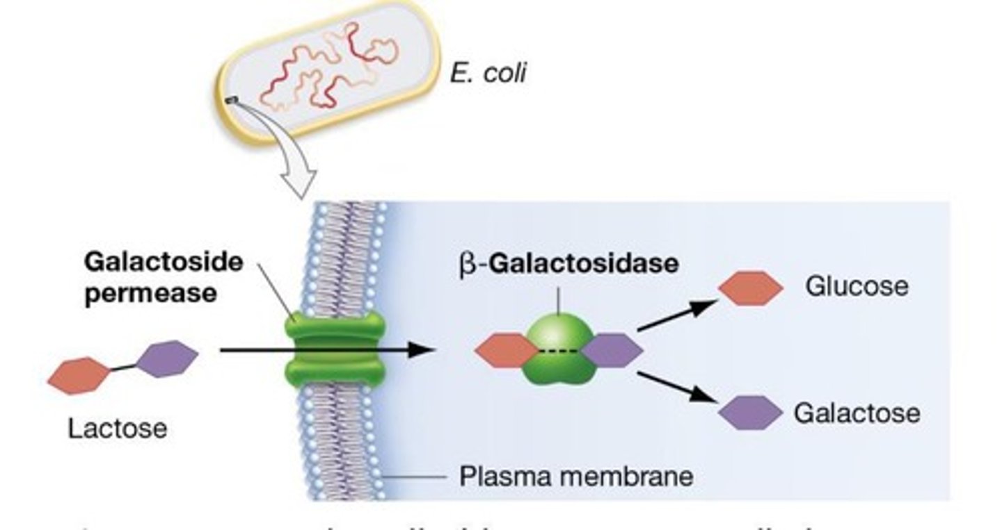 <p>β-galactosidase catalyzes the breakdown of lactose into glucose and galactose.</p>