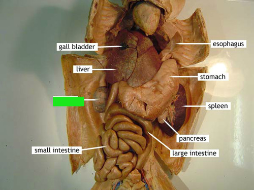 <p>Identify the structure at the green pointer box.</p>