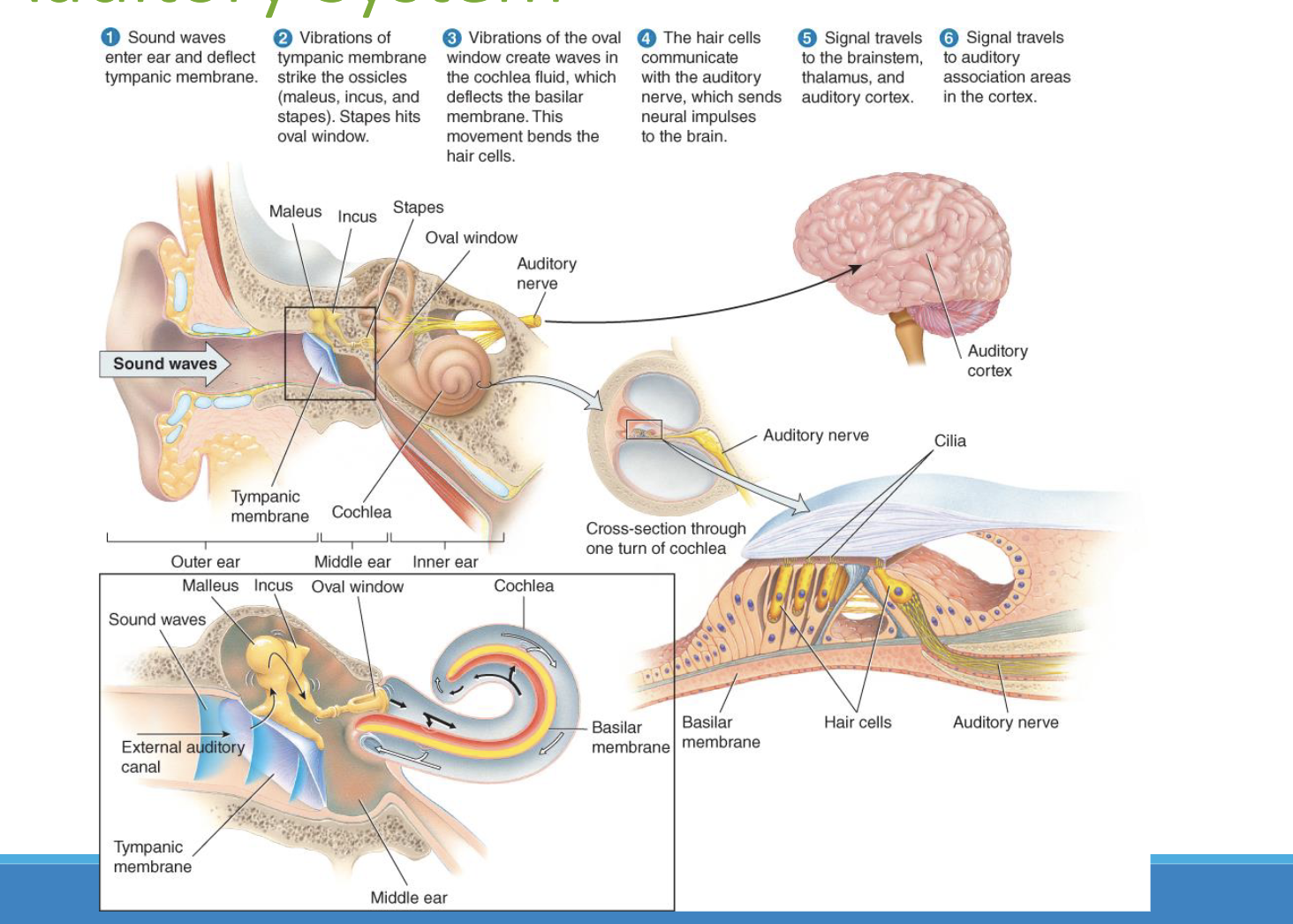 <p>A rare genetic condition associated with an inability to detect pain or temperature and produce tears.</p>