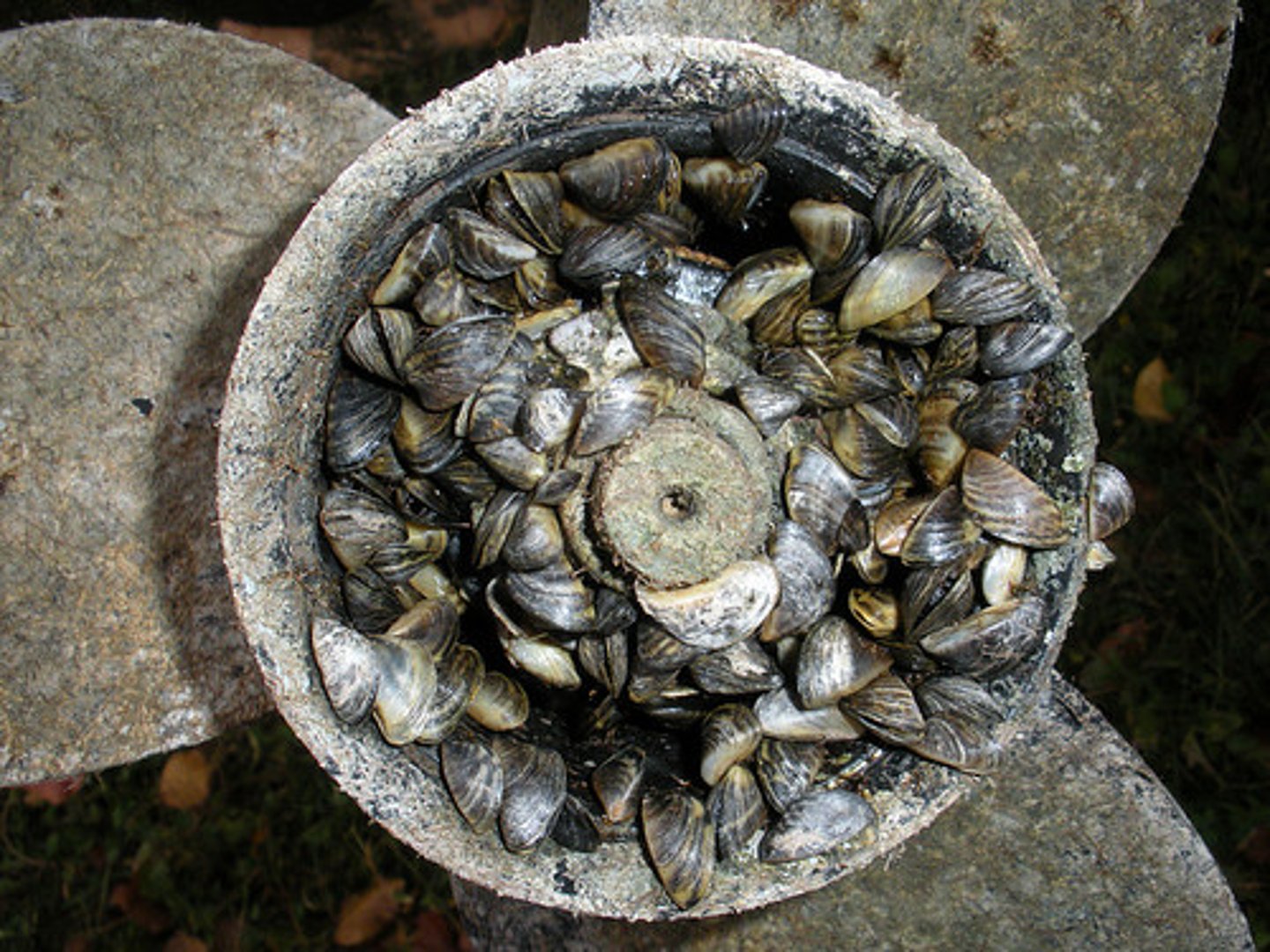<p>plants and animals that have migrated to places where they are not native</p>